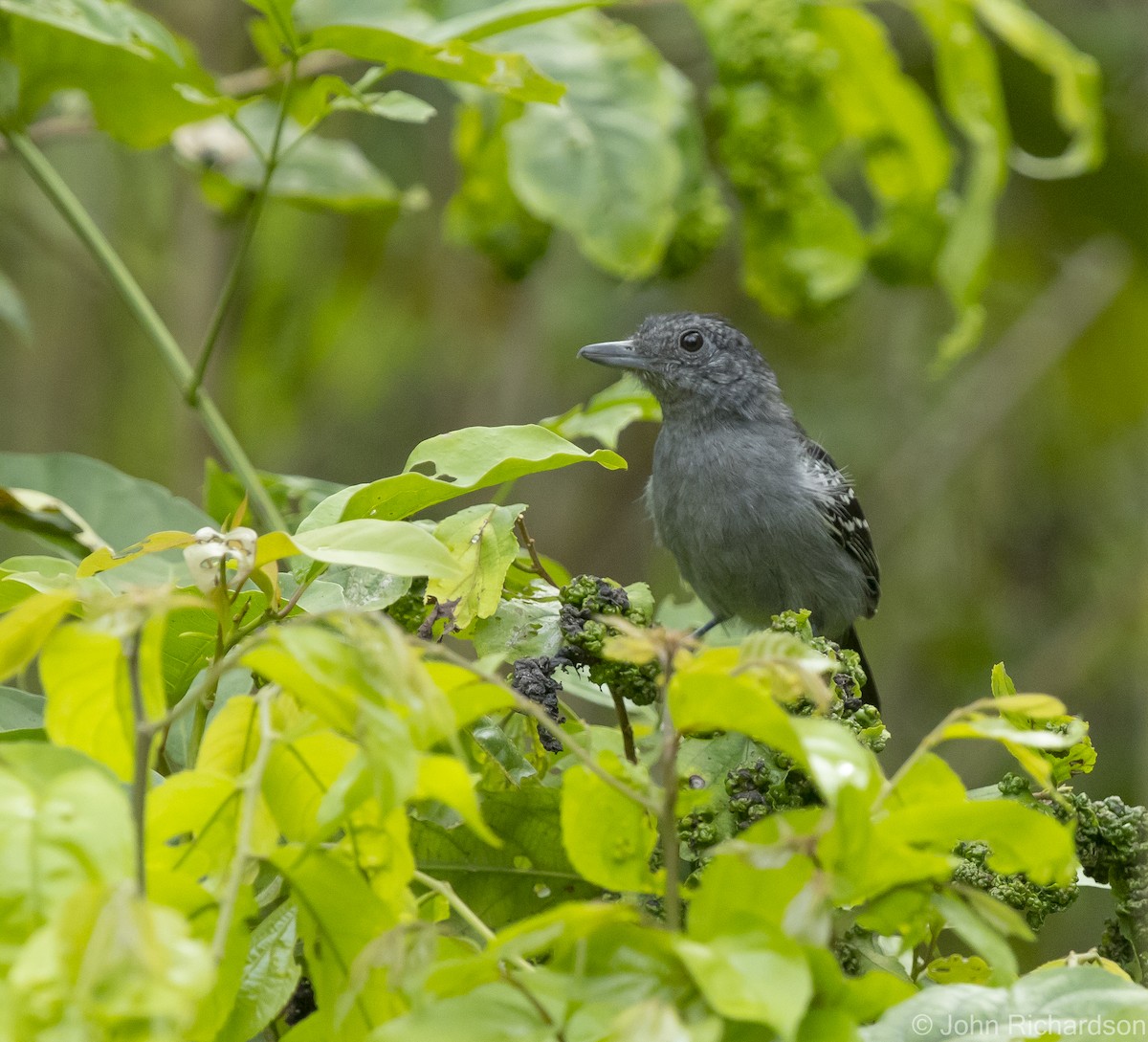 Black-crowned Antshrike - John Richardson