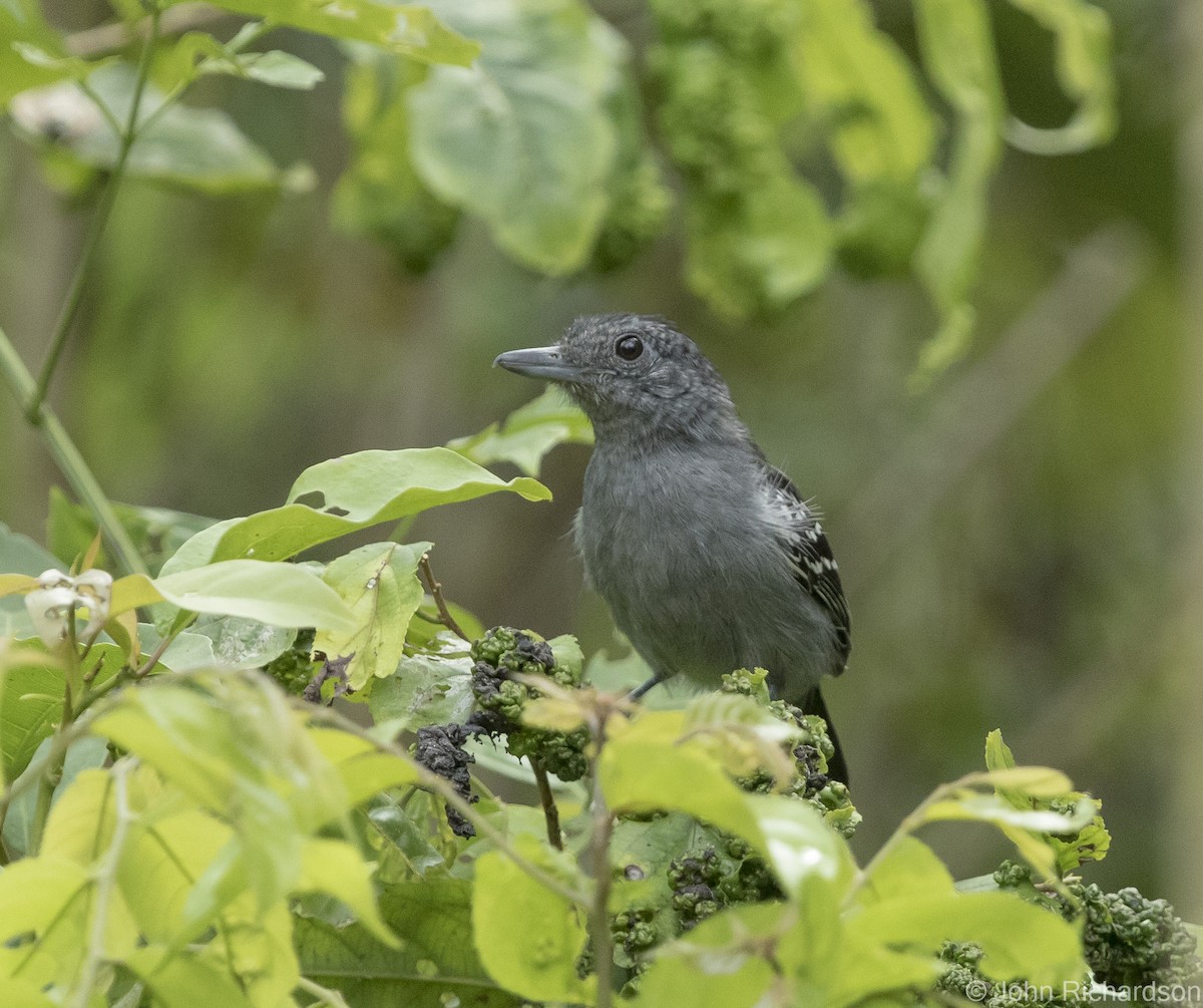 Black-crowned Antshrike - John Richardson