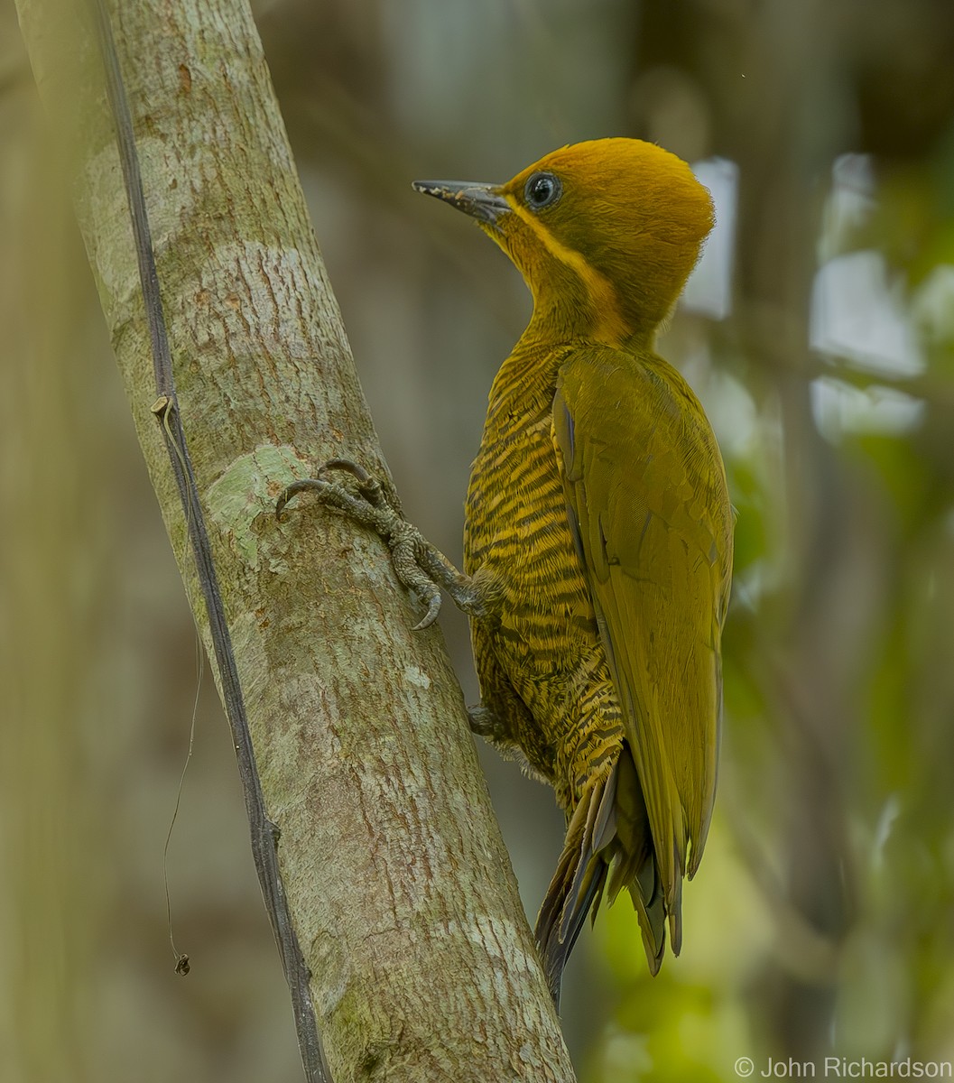 Golden-green Woodpecker - John Richardson