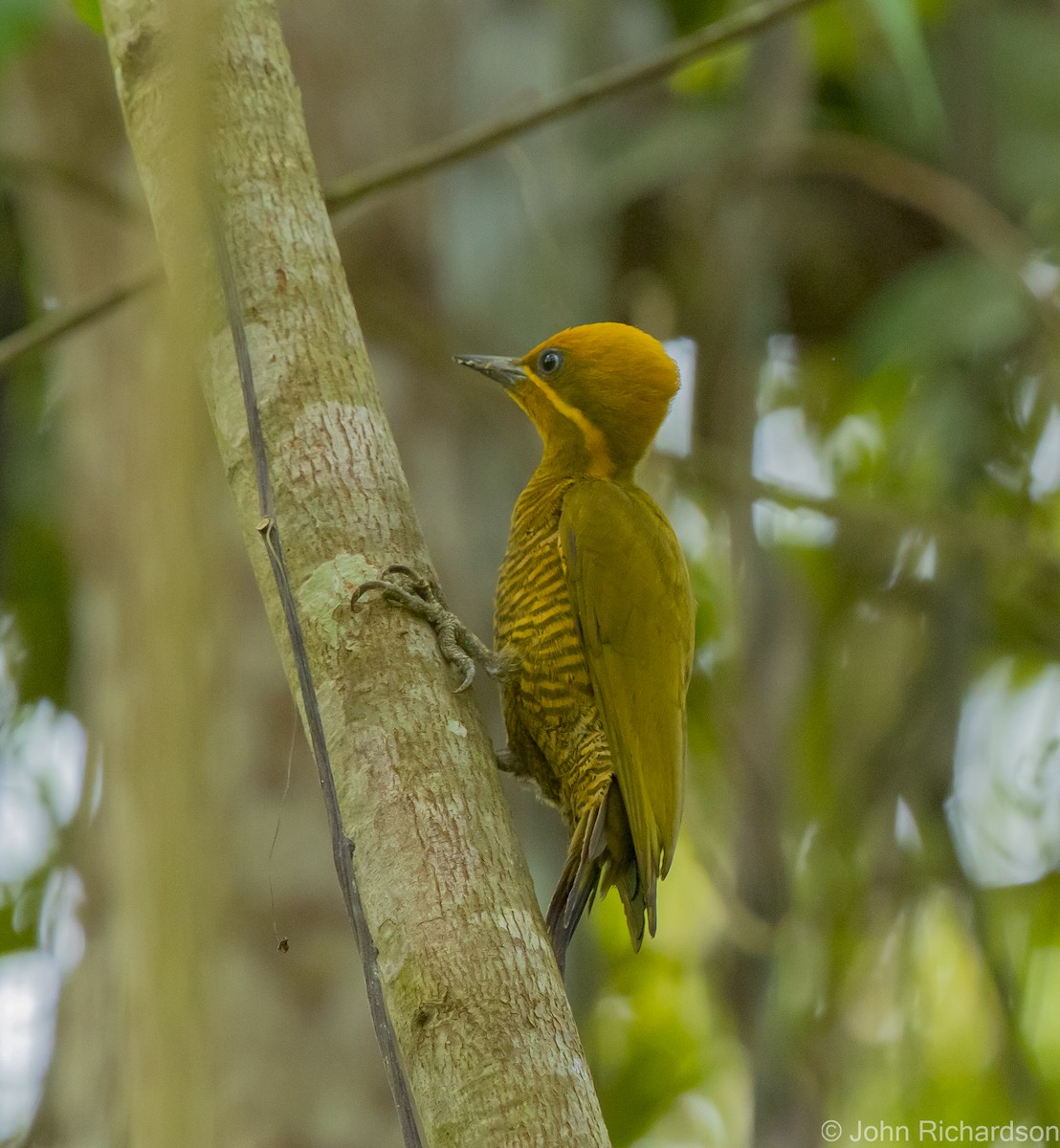 Golden-green Woodpecker - John Richardson