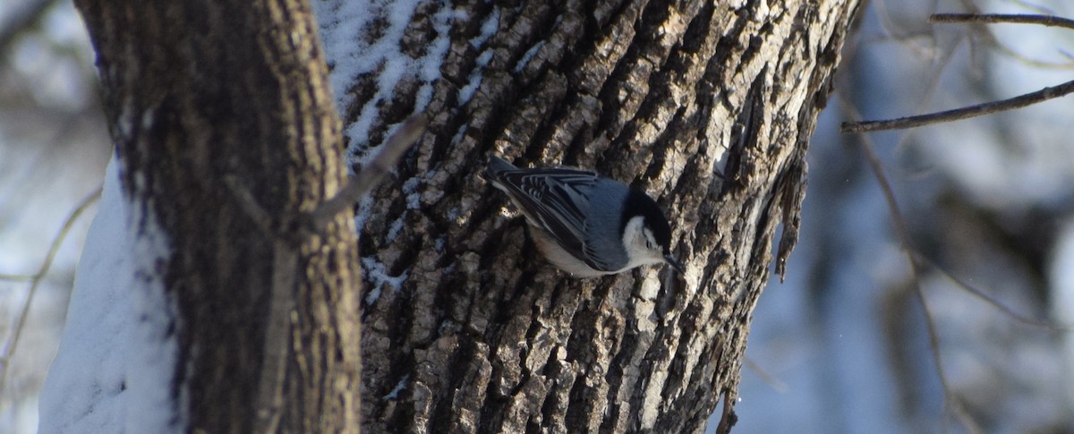White-breasted Nuthatch - ML621214535