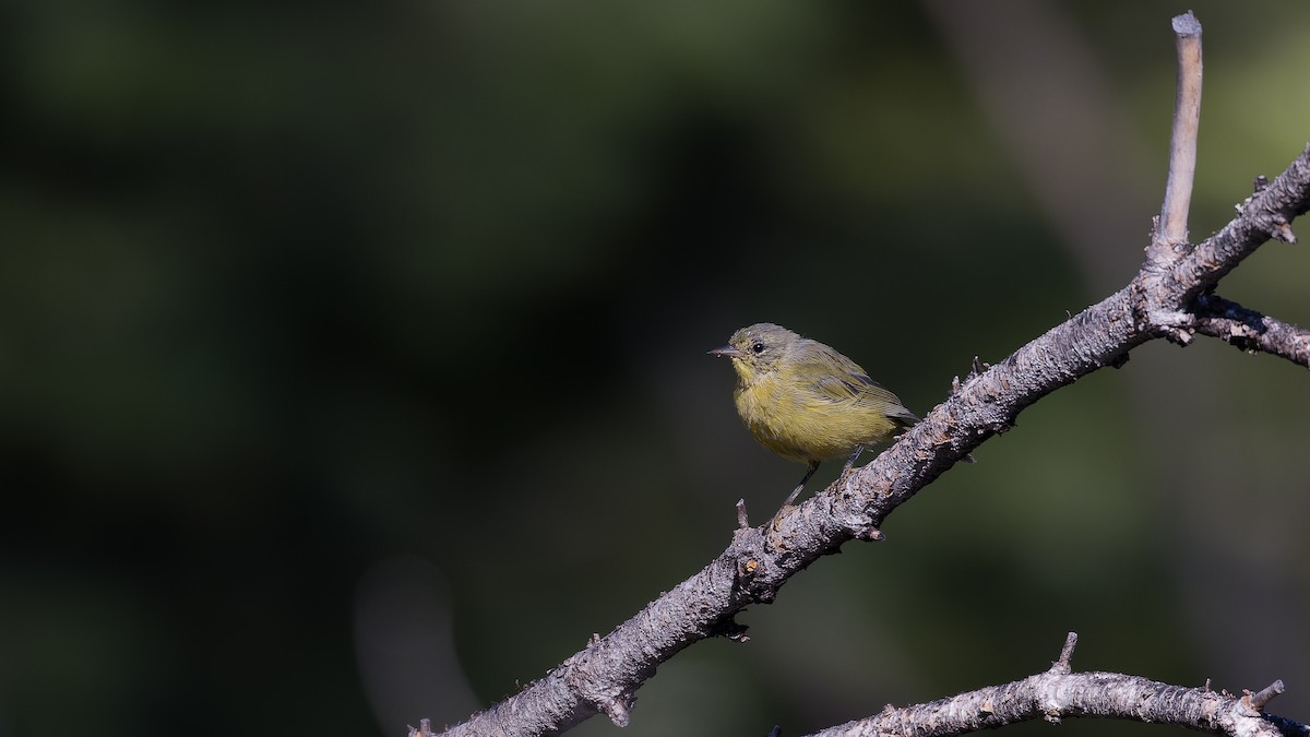 Nashville Warbler - ML621214543