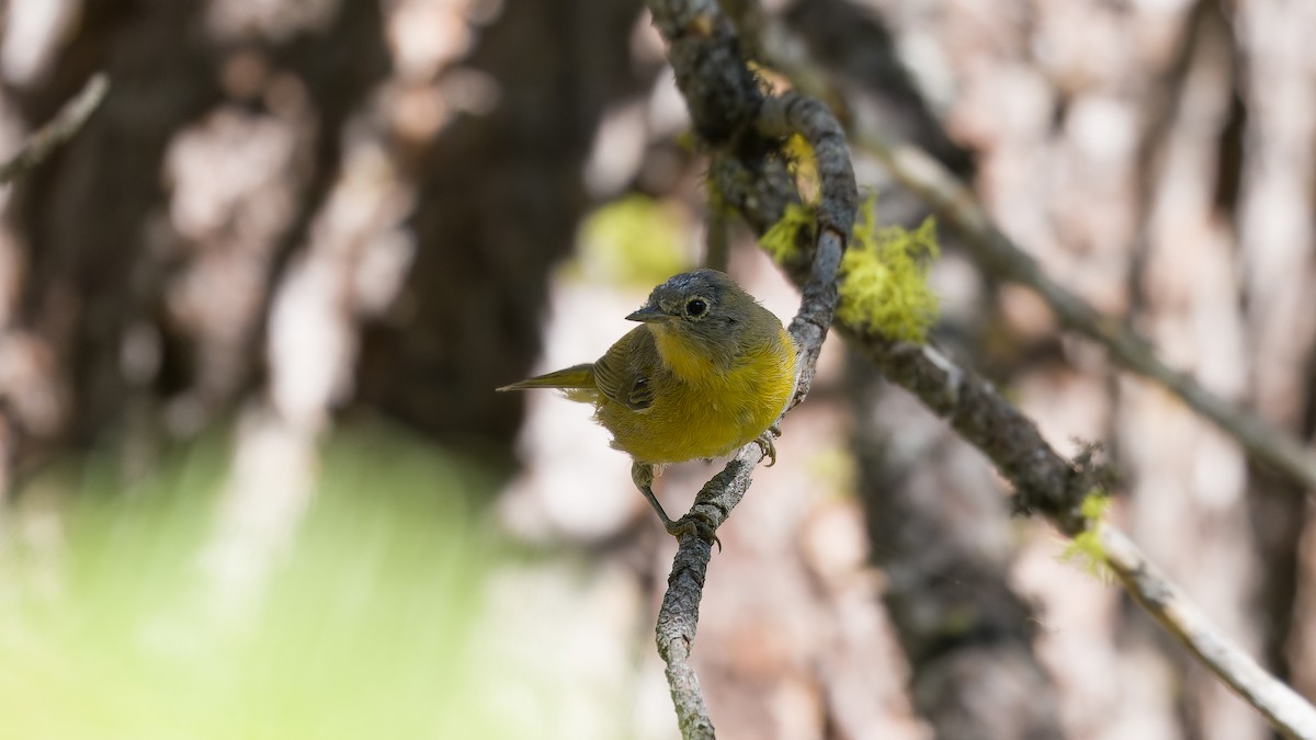 Nashville Warbler - ML621214544