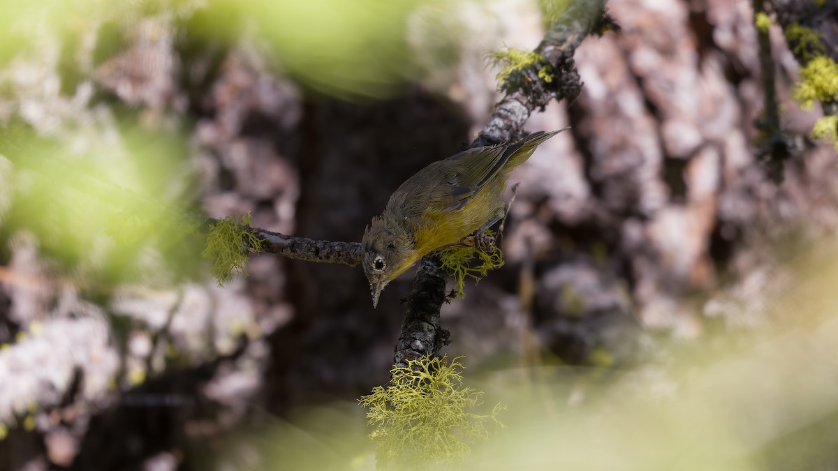 Nashville Warbler - ML621214546