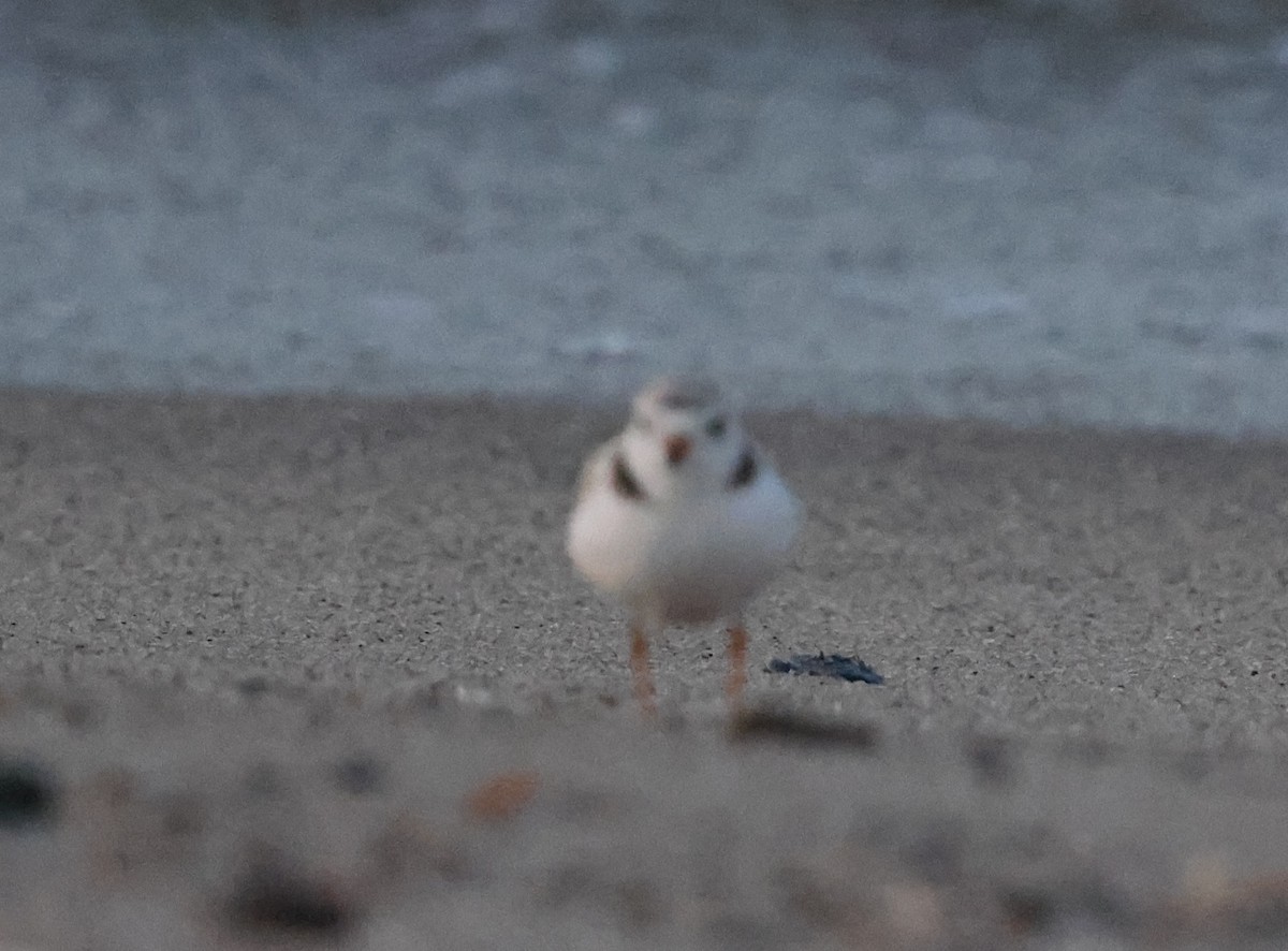 Piping Plover - ML621214557