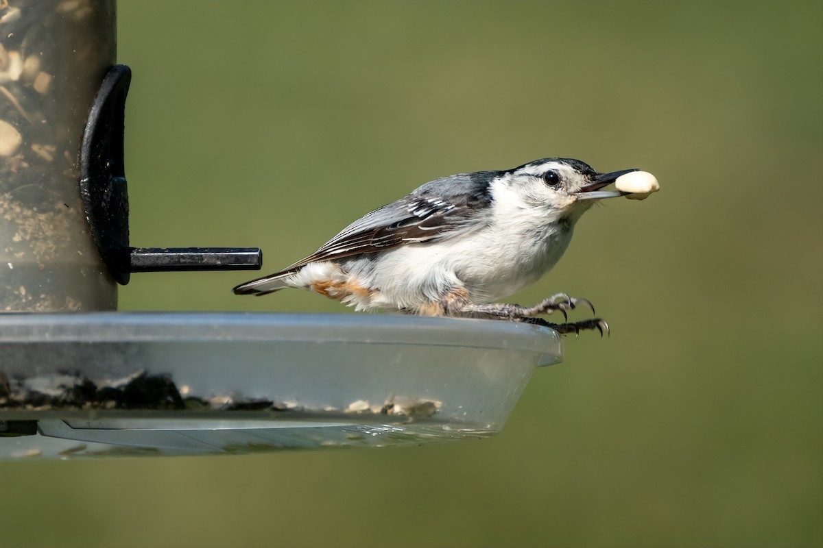White-breasted Nuthatch - ML621214576