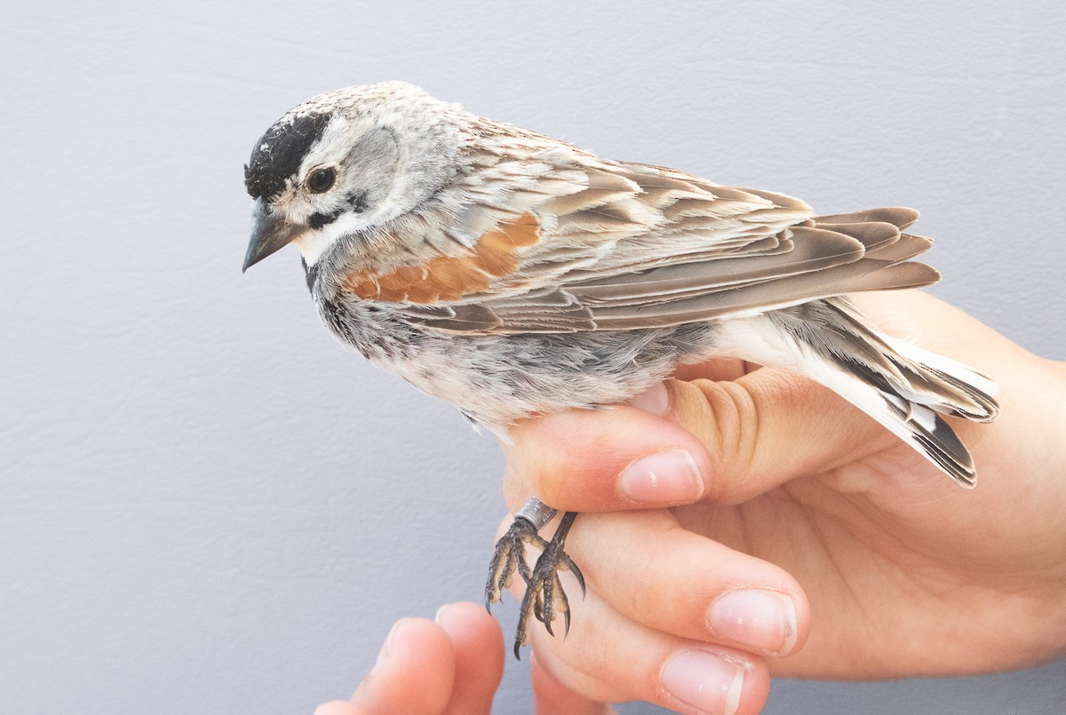 Thick-billed Longspur - ML621214586