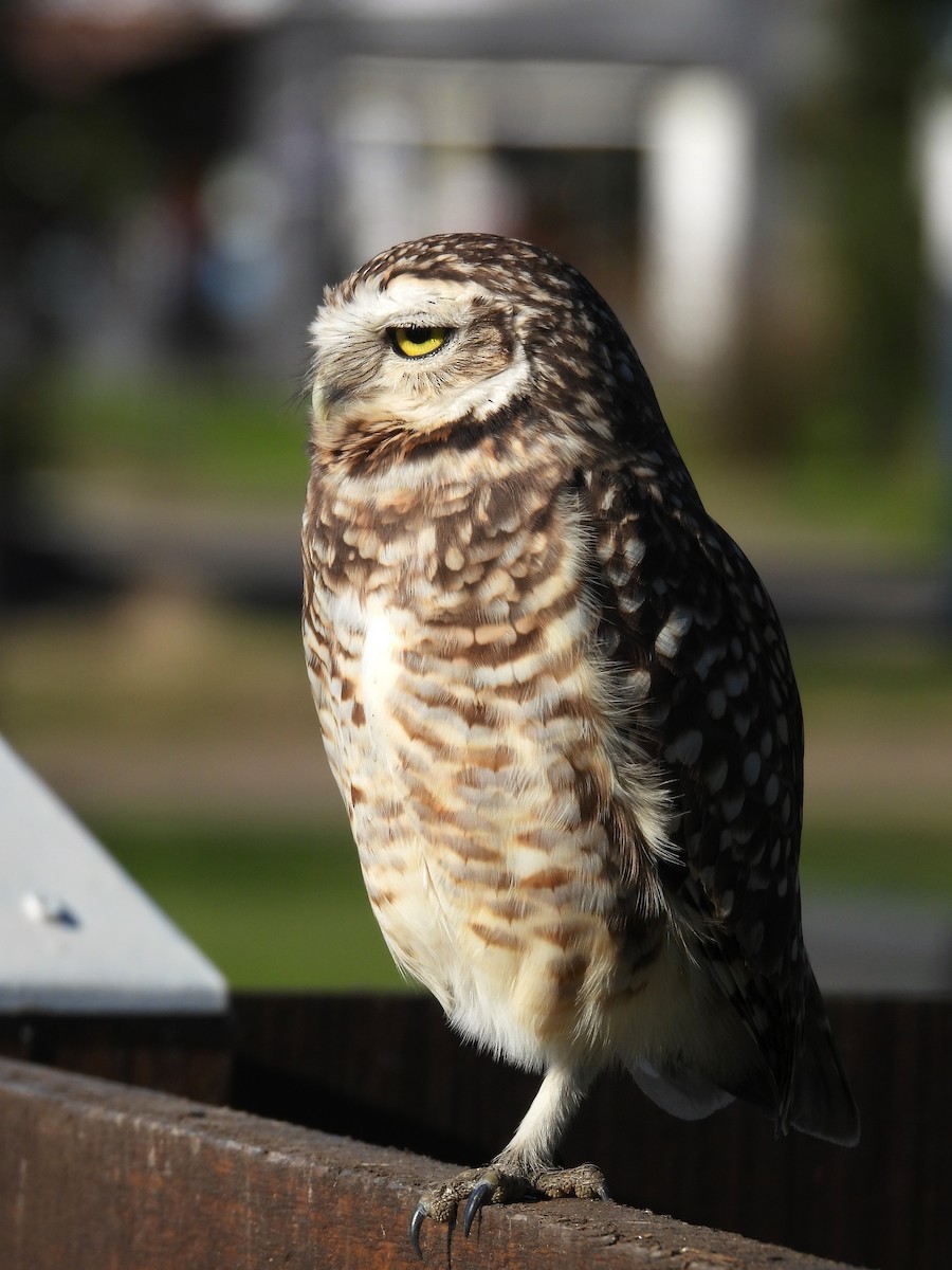 Burrowing Owl - ML621214599