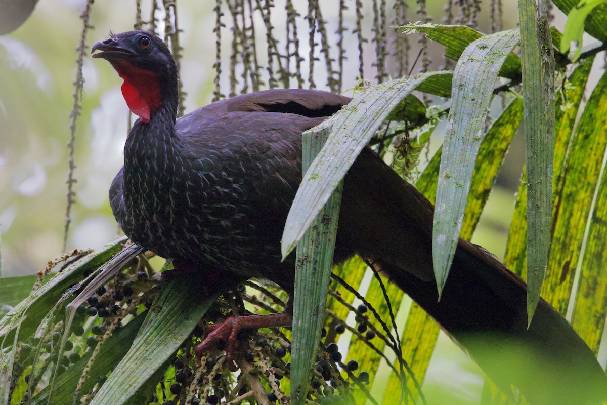 Cauca Guan - ML621214606