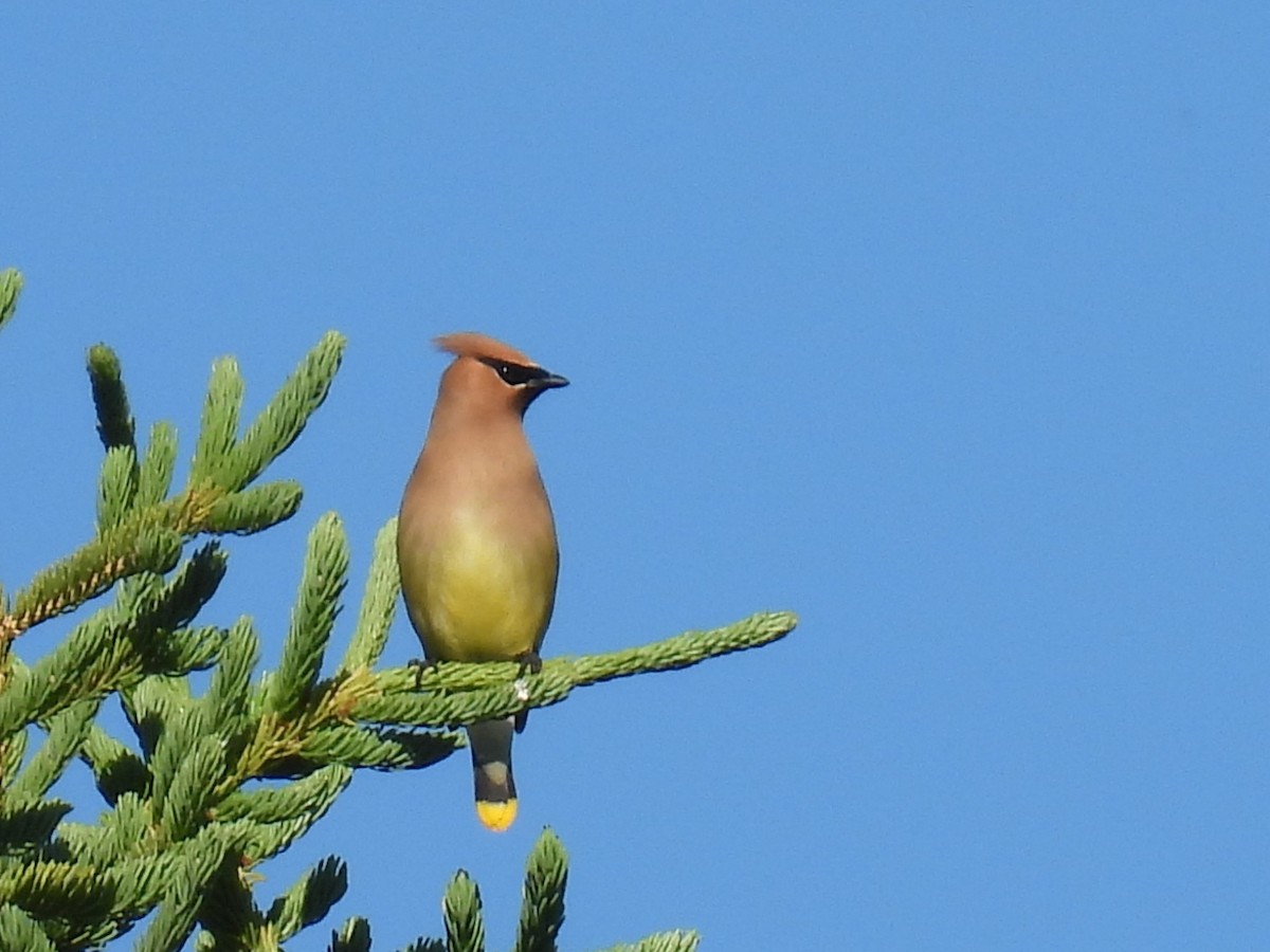 Cedar Waxwing - ML621214619