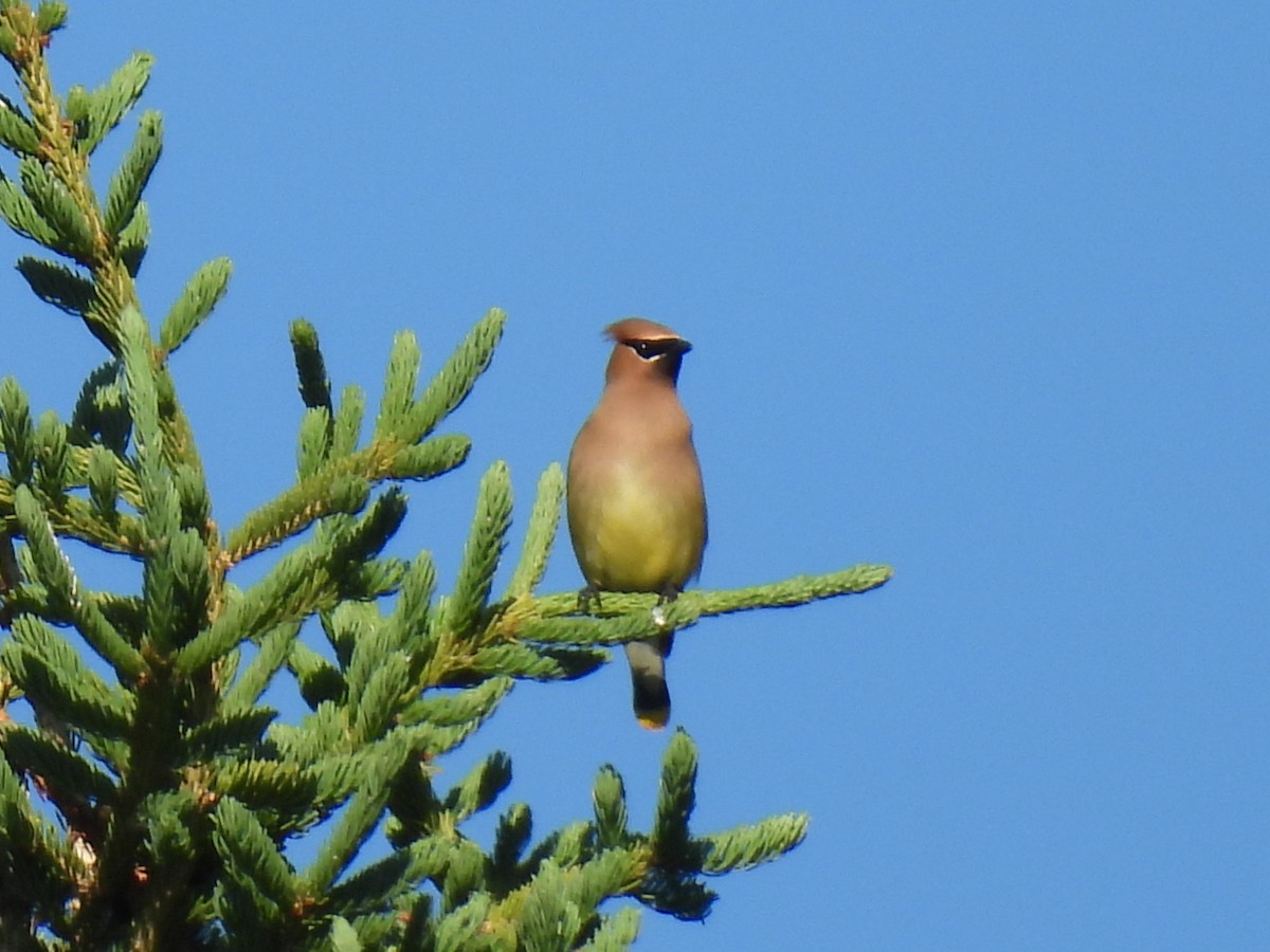 Cedar Waxwing - ML621214620