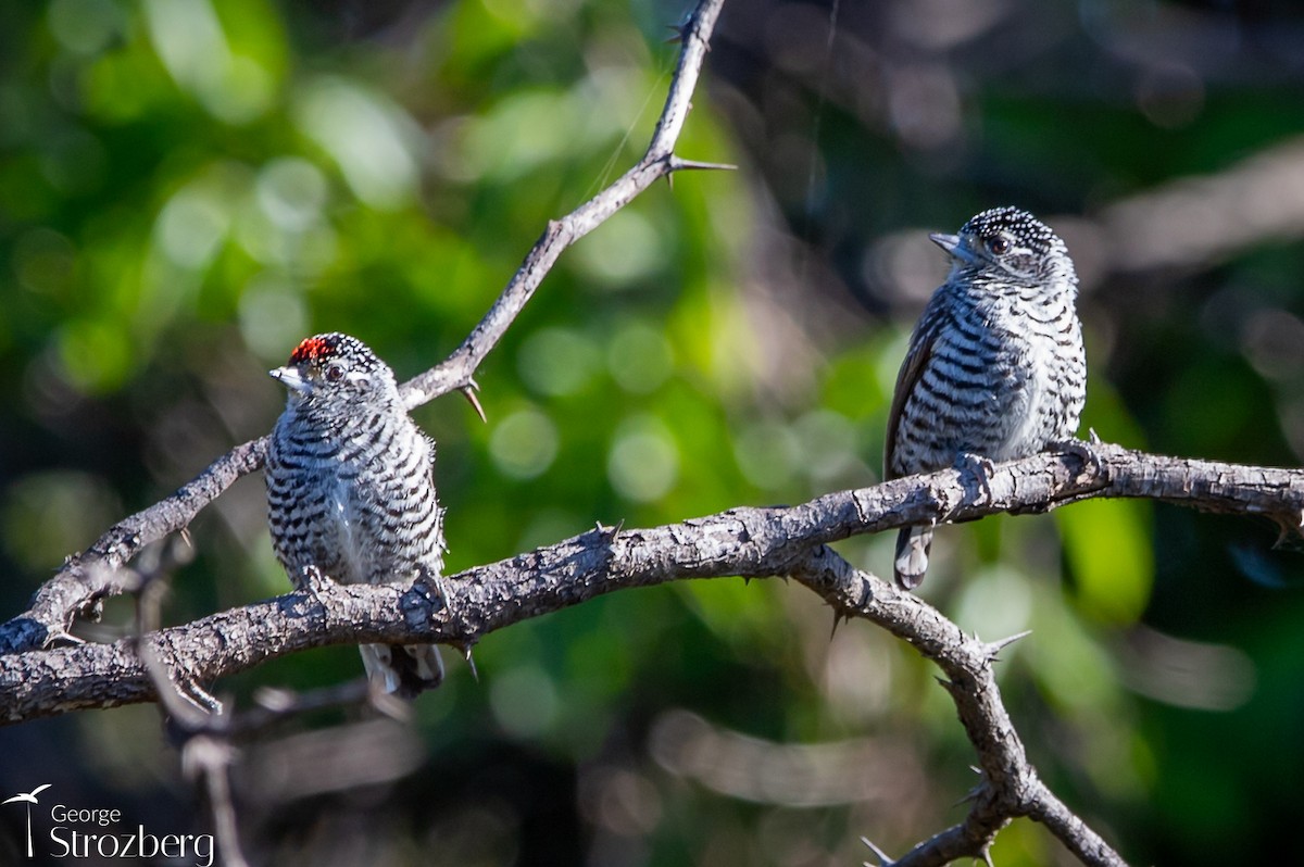 White-barred Piculet - ML621214630