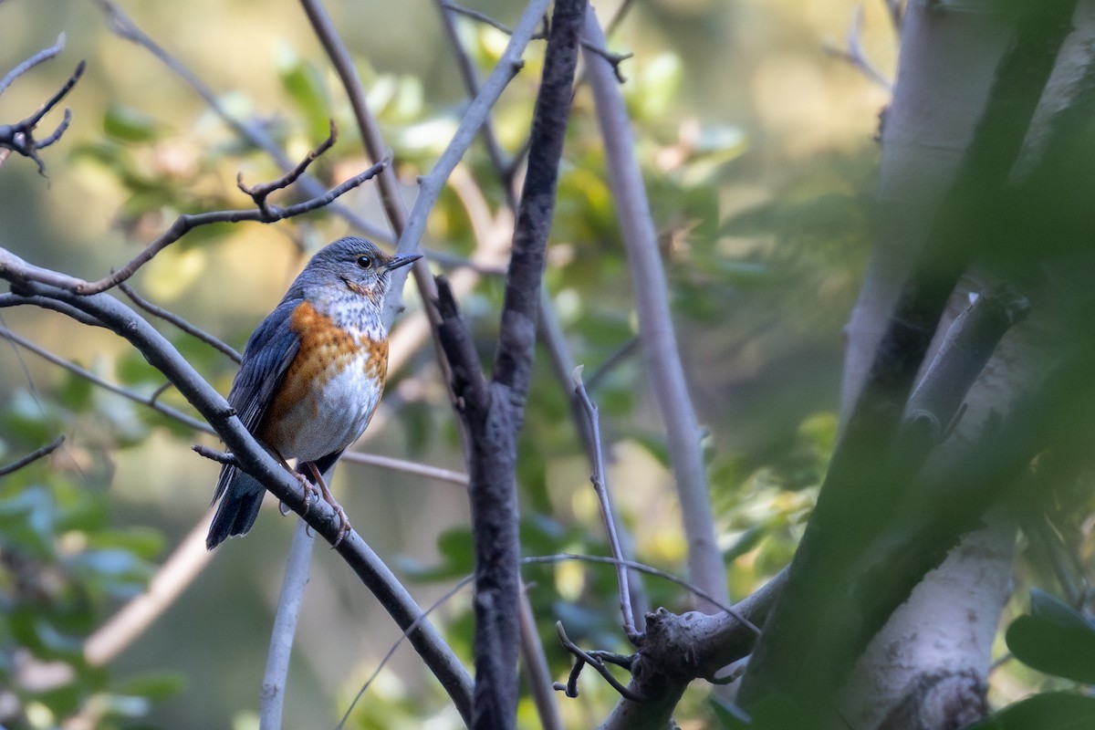 Gray-backed Thrush - Katarzyna Kucharska