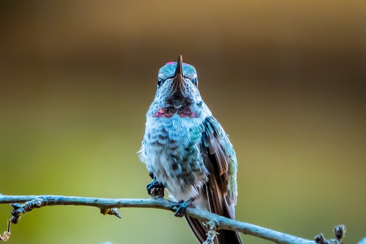 Anna's Hummingbird - ML621214702