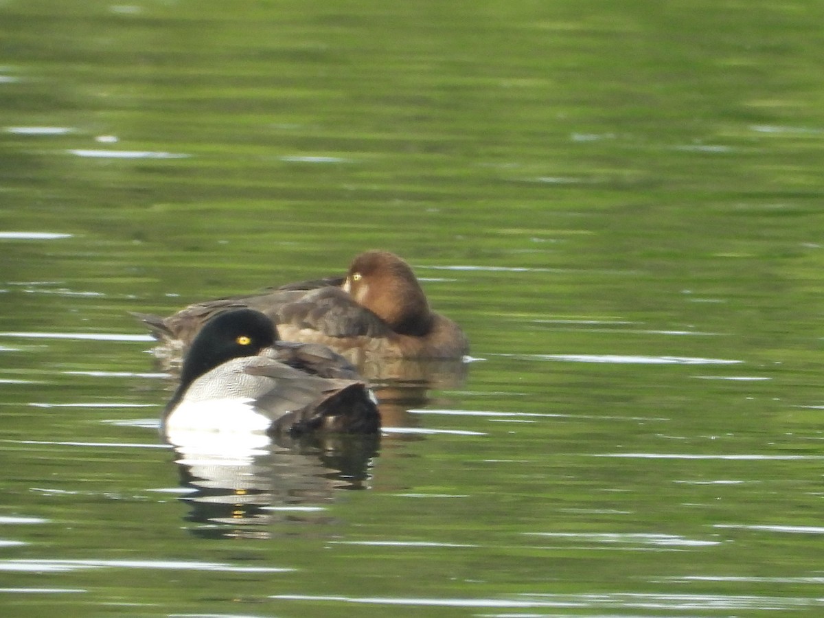 Greater Scaup - ML621214781