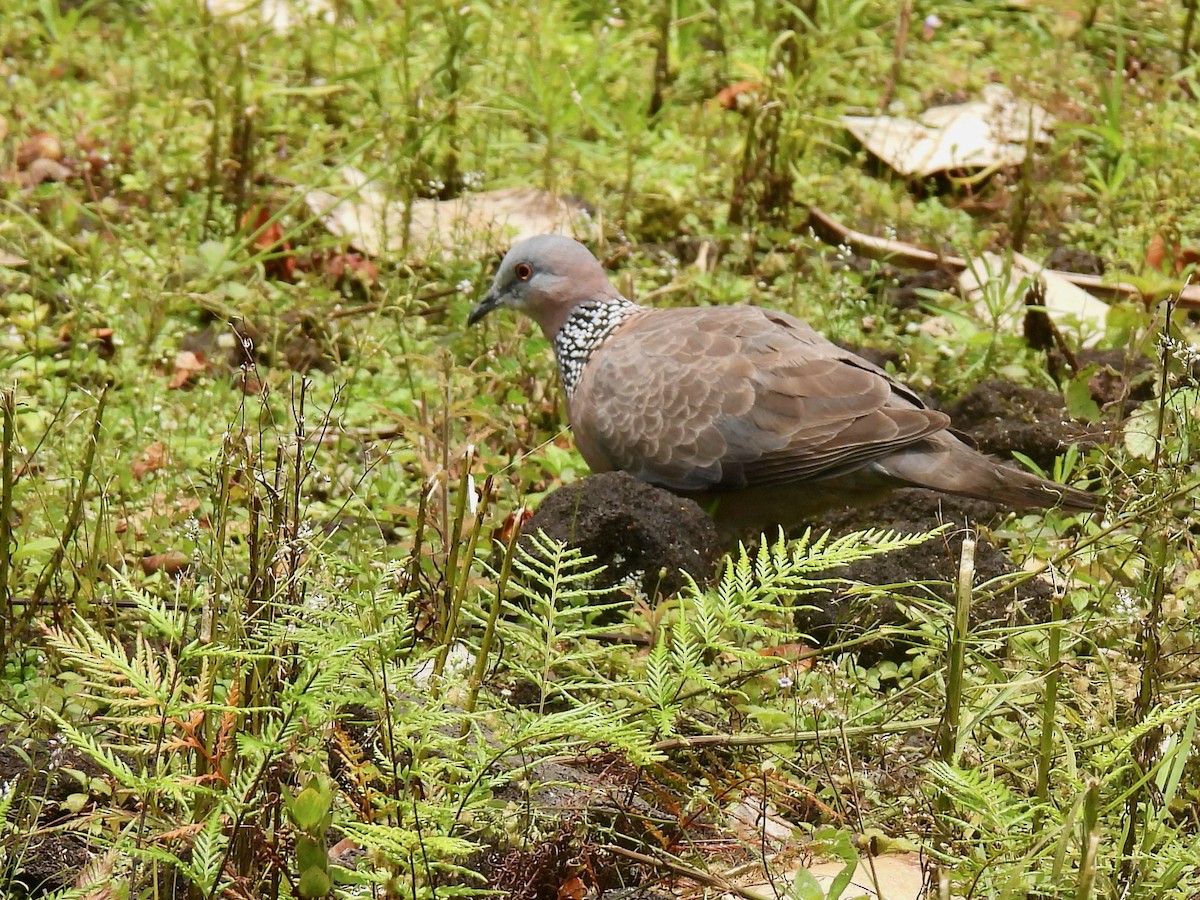 Spotted Dove - ML621214787