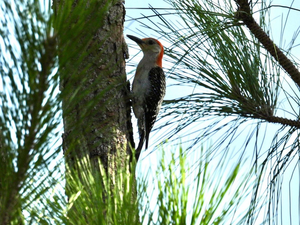 Red-bellied Woodpecker - ML621214806