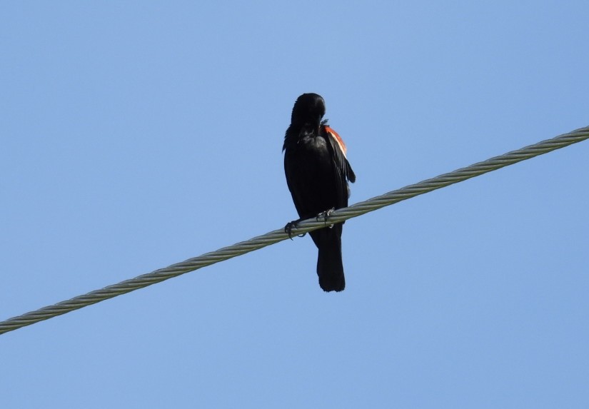 Red-winged Blackbird - ML621214808