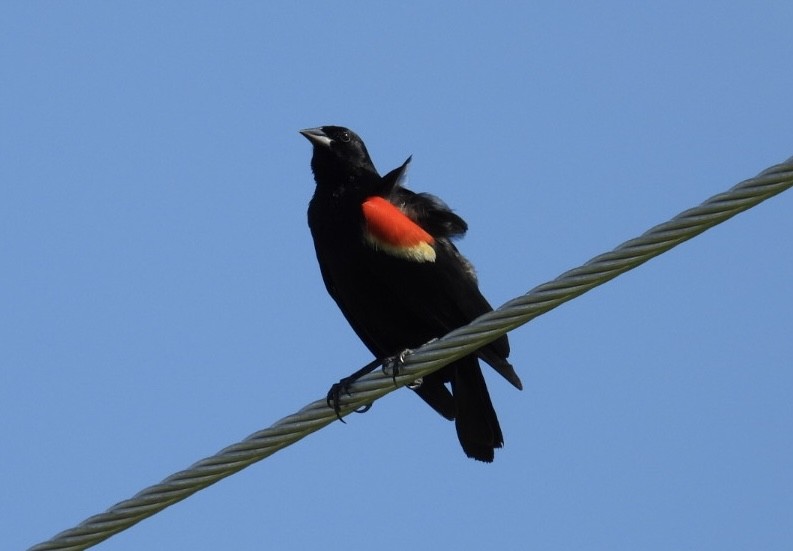 Red-winged Blackbird - ML621214809