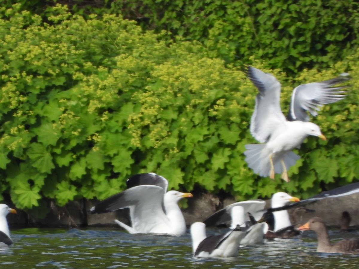 Lesser Black-backed Gull - ML621214832