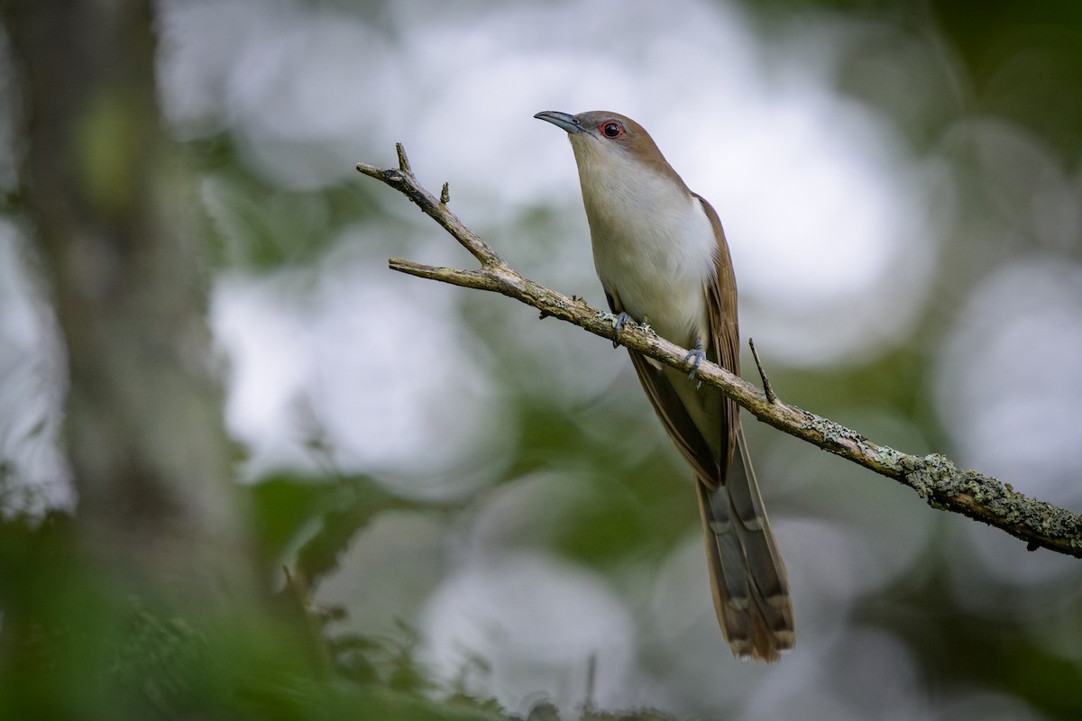 Black-billed Cuckoo - ML621214835