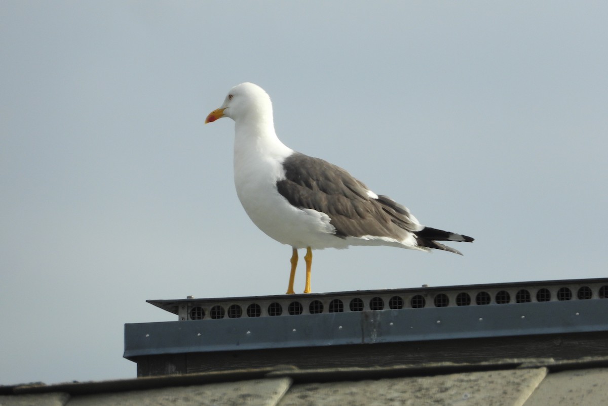 Gaviota Sombría - ML621214836