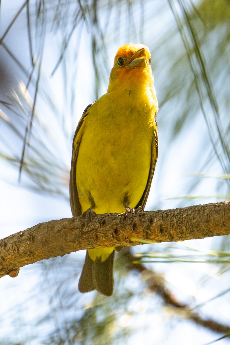 Western Tanager - ML621214883