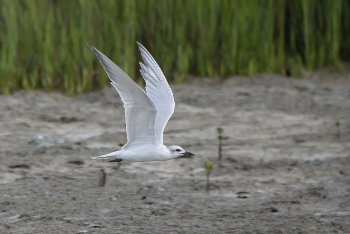 Gull-billed Tern - ML621214907