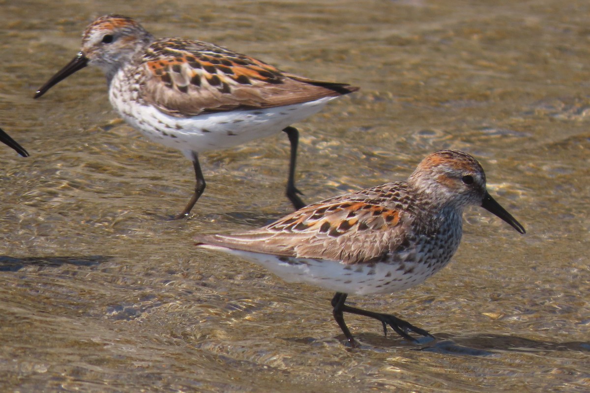 Bergstrandläufer - ML621214918