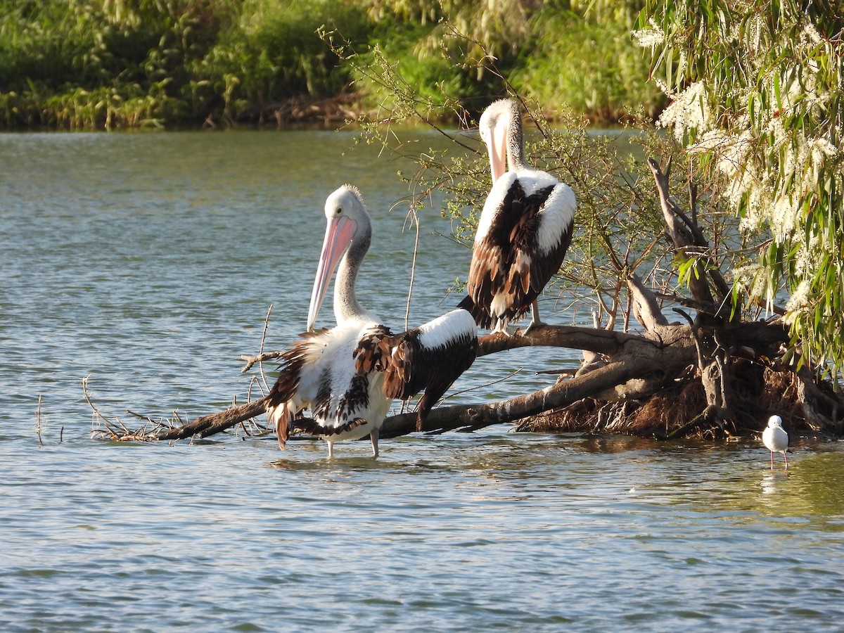pelikán australský - ML621214936