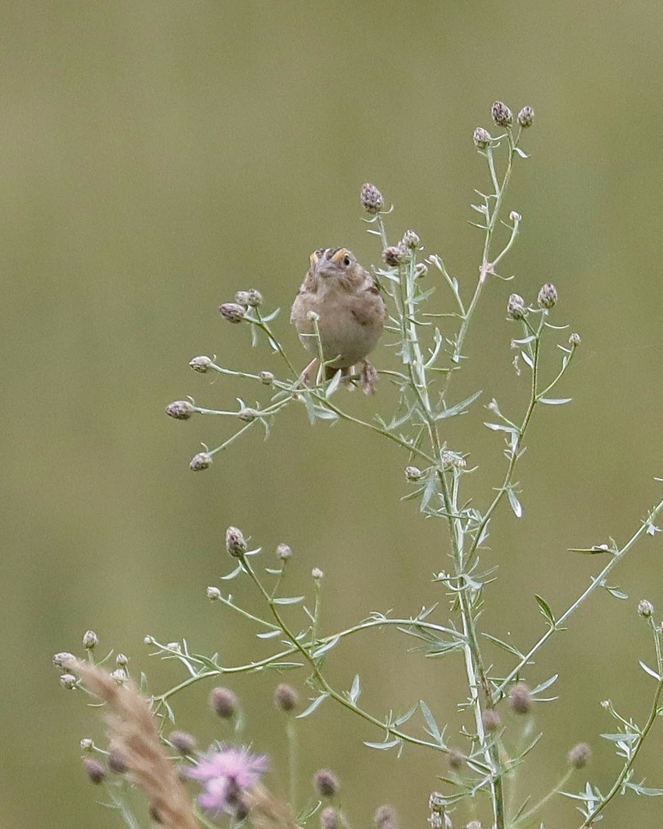 Grasshopper Sparrow - ML621214984