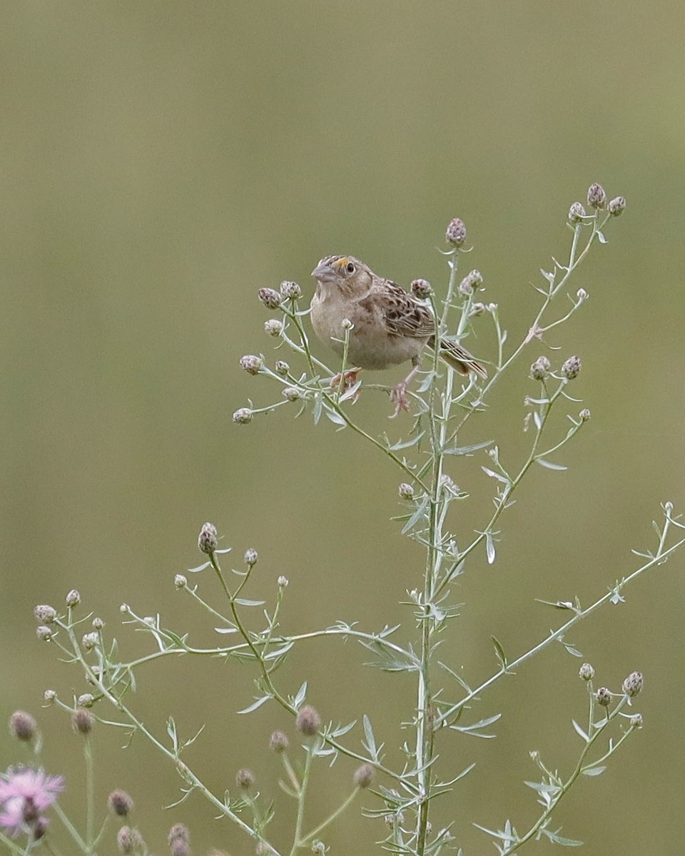 Grasshopper Sparrow - ML621214985