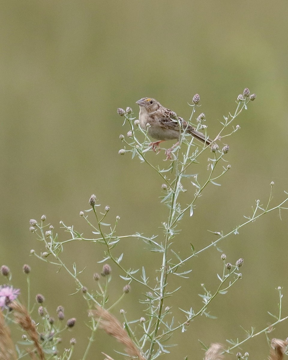 Grasshopper Sparrow - ML621214987