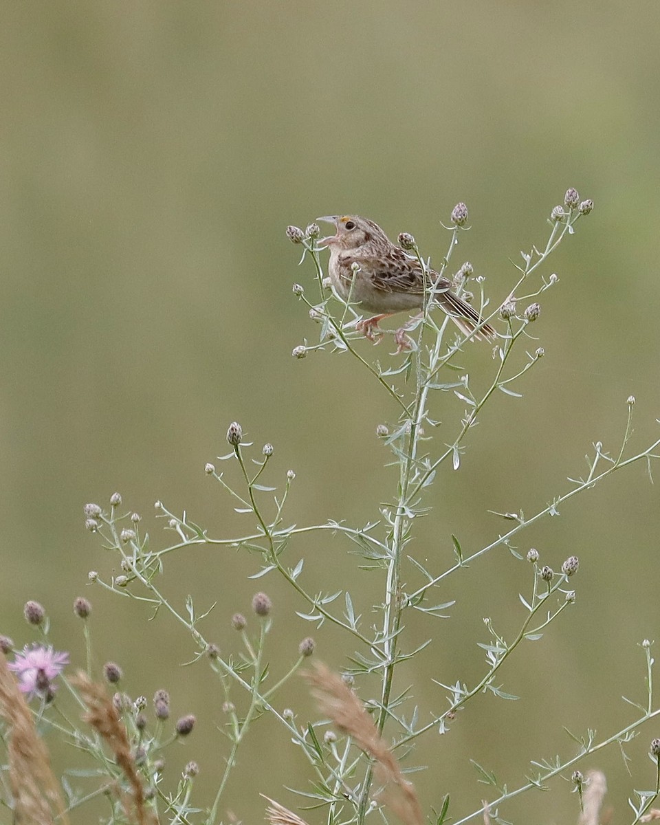Grasshopper Sparrow - ML621214988
