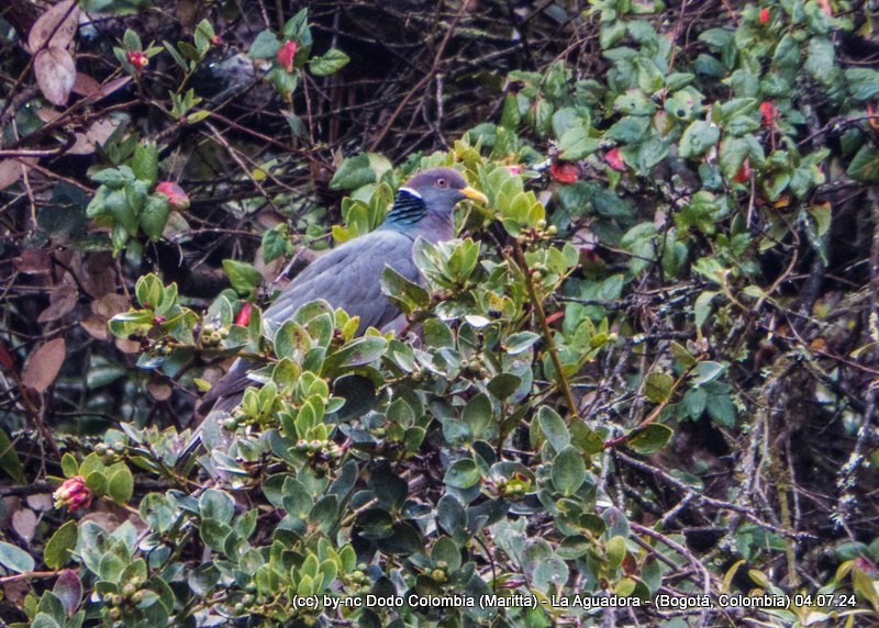 Band-tailed Pigeon - ML621214995
