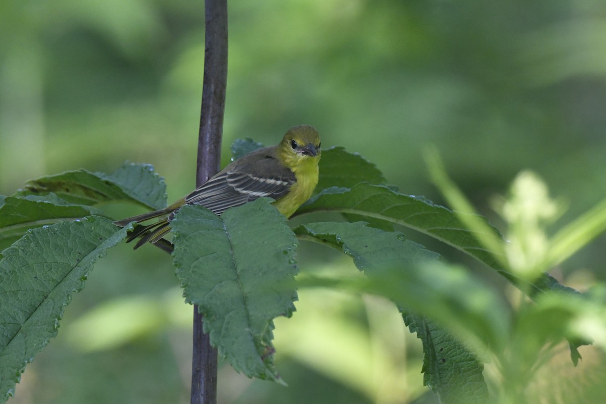 Orchard Oriole - ML621215042