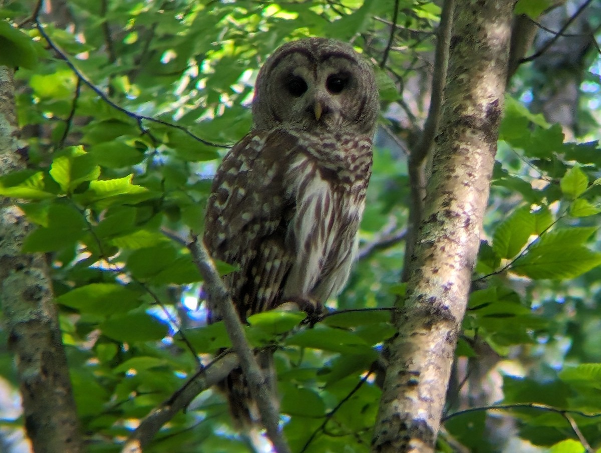 Barred Owl - ML621215044