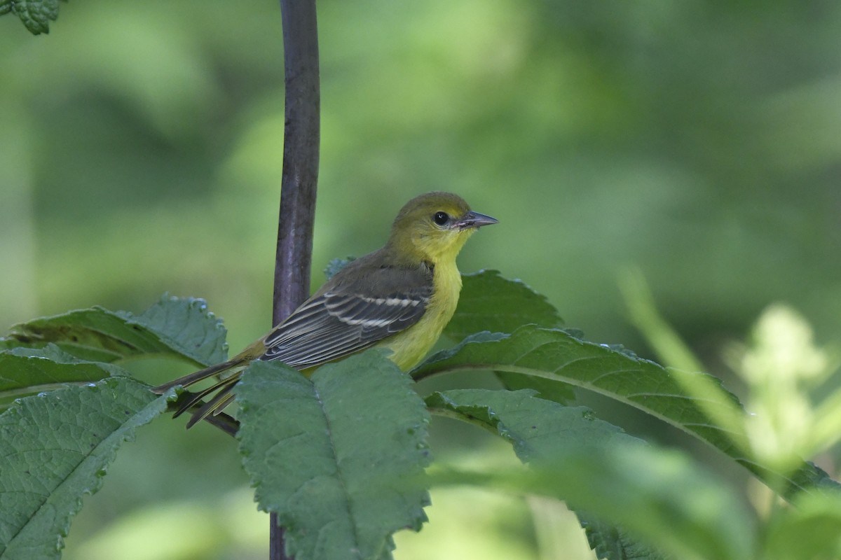 Orchard Oriole - ML621215051