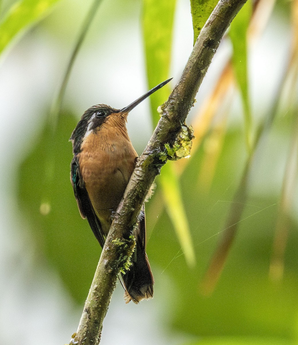 kolibřík pokřovní - ML621215052