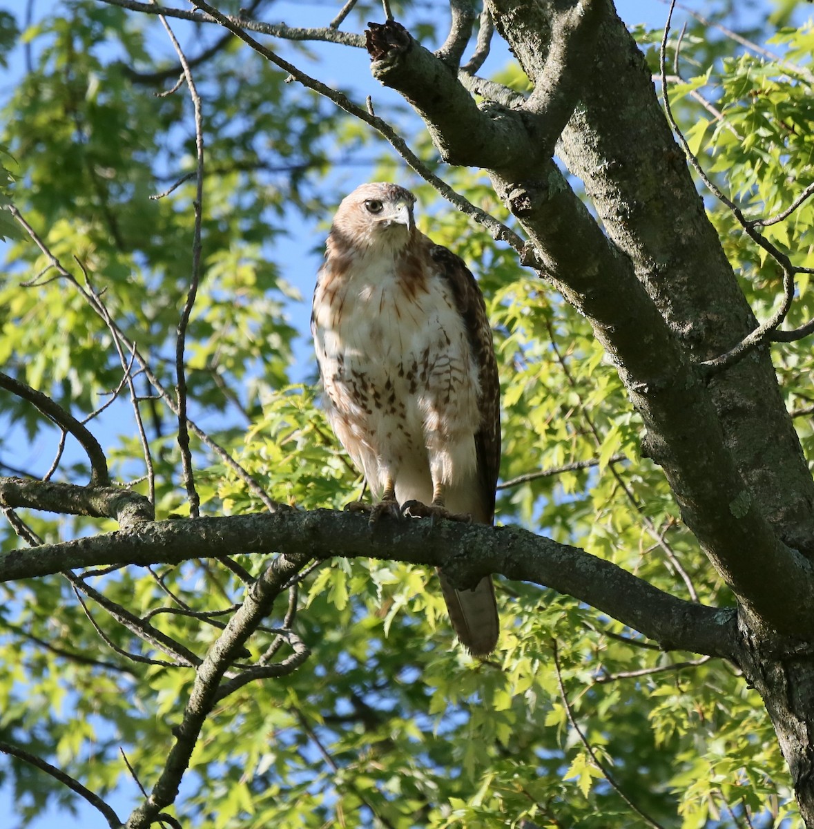 Red-tailed Hawk - ML621215053