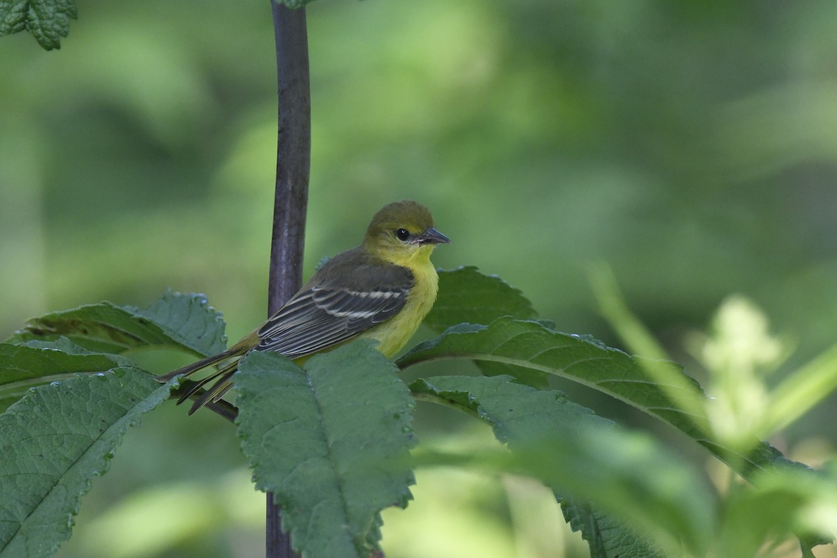 Orchard Oriole - ML621215055
