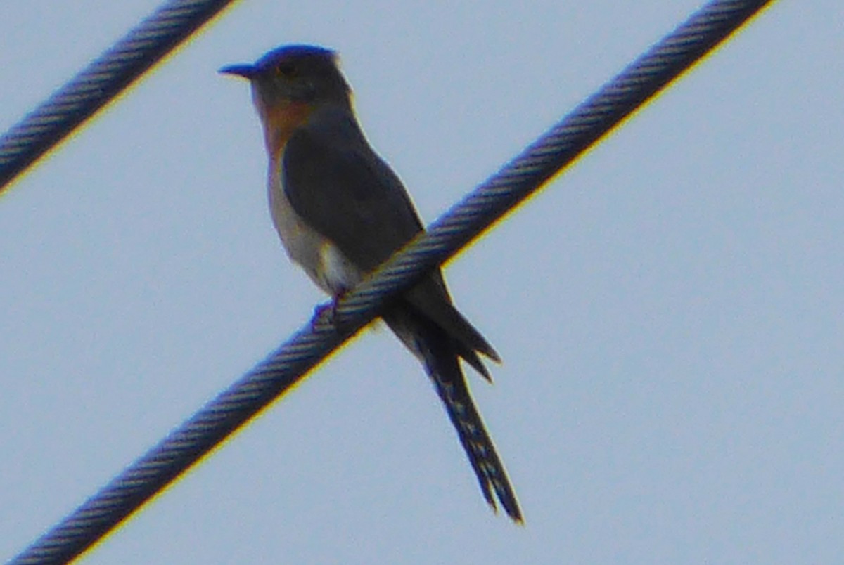Fan-tailed Cuckoo - ML621215058