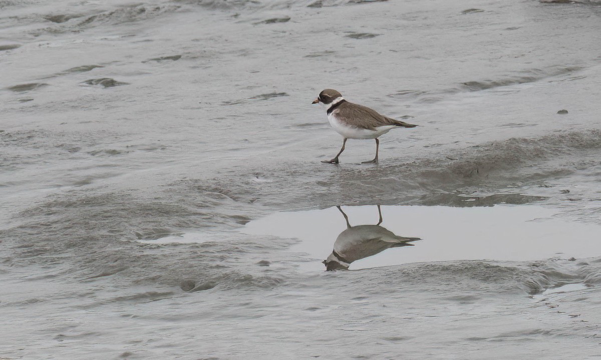 Semipalmated Plover - ML621215063
