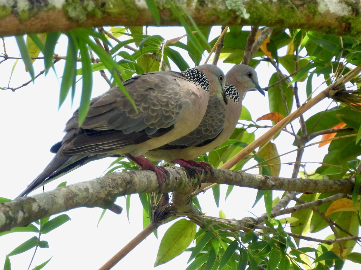 Spotted Dove - ML621215066