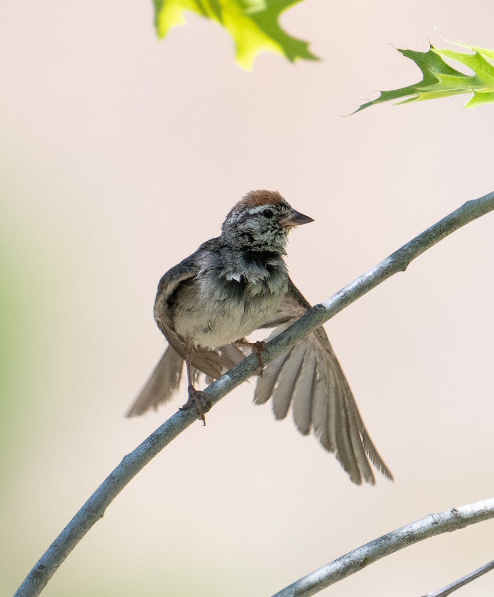 Chipping Sparrow - ML621215068
