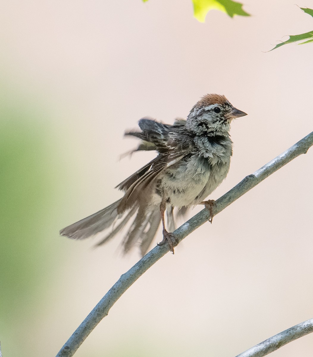 Chipping Sparrow - ML621215069
