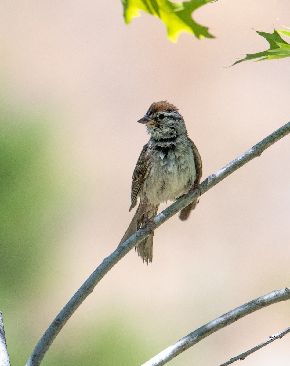 Chipping Sparrow - ML621215070