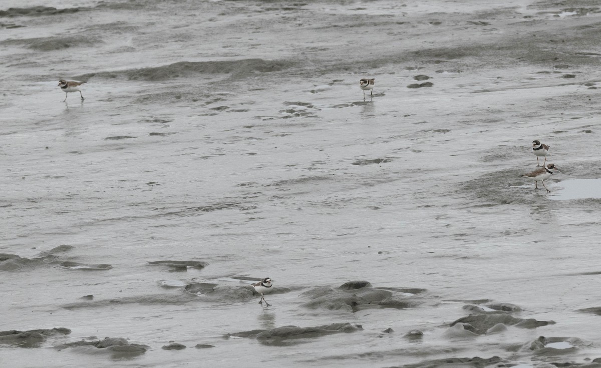 Semipalmated Plover - ML621215088