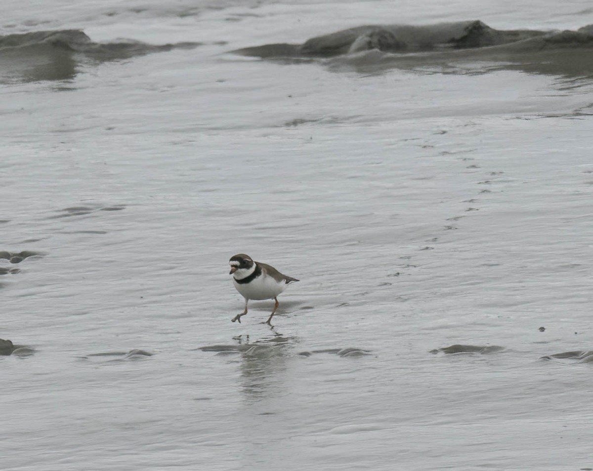 Semipalmated Plover - ML621215090