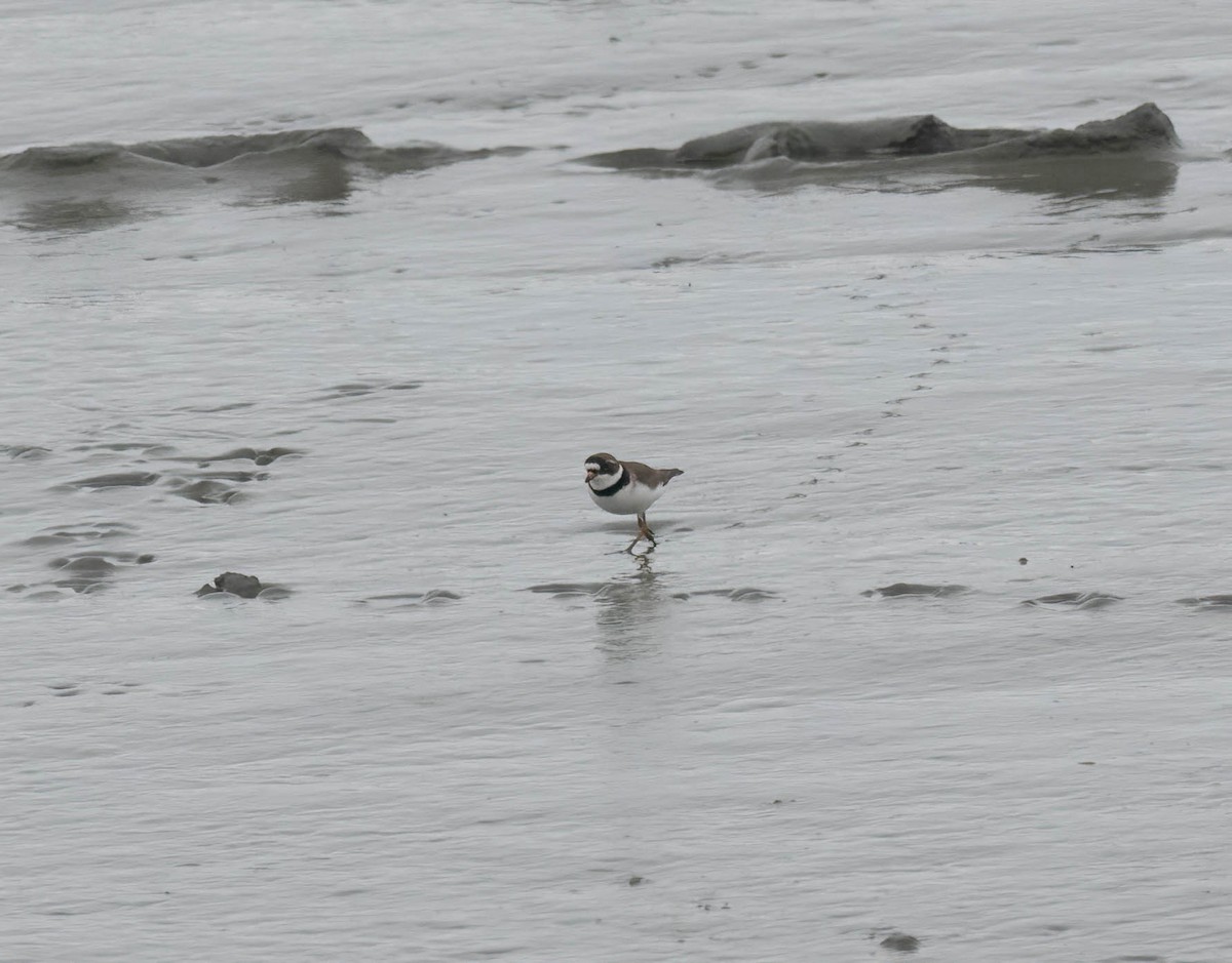 Semipalmated Plover - ML621215093